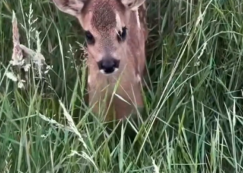 H2702046_Saving baby deer lost its mother…the ending