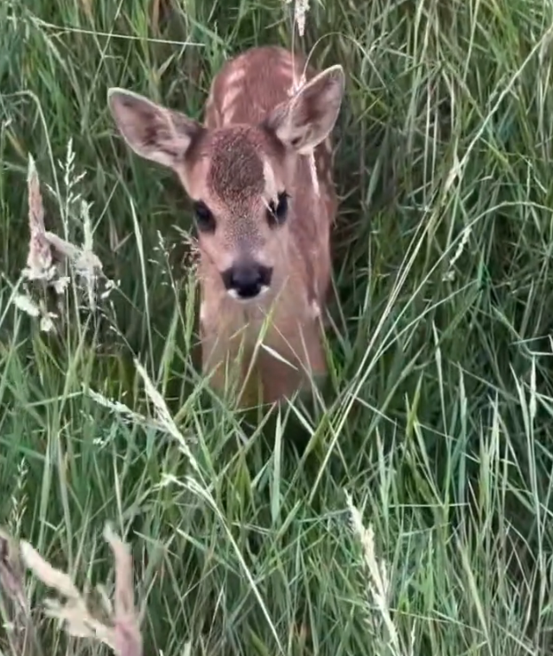 H2702046_Saving baby deer lost its mother…the ending