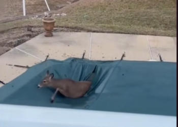 H2702047_Rescue to Friendship Man Saves Deer