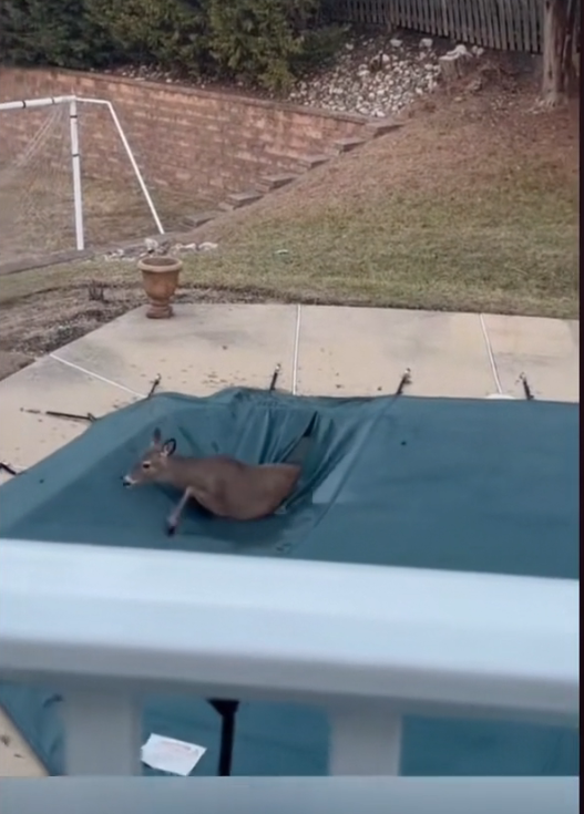 H2702047_Rescue to Friendship Man Saves Deer