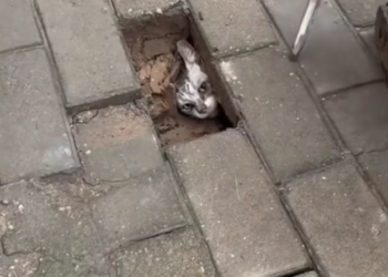 H2702048_They thought it was just normal sidewalk