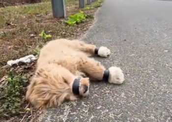 T3001053 Survival demanded everything it had