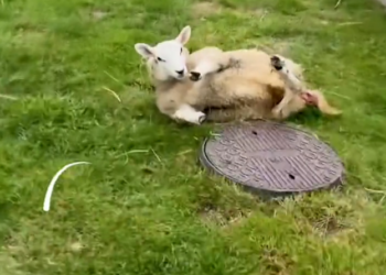 H2702049_He helped her thrive so she showed up him