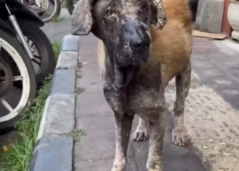 H2702052_Forever in our hearts Many of you have followed