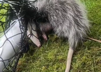 H2702053_poor little guy was in shock but stayed