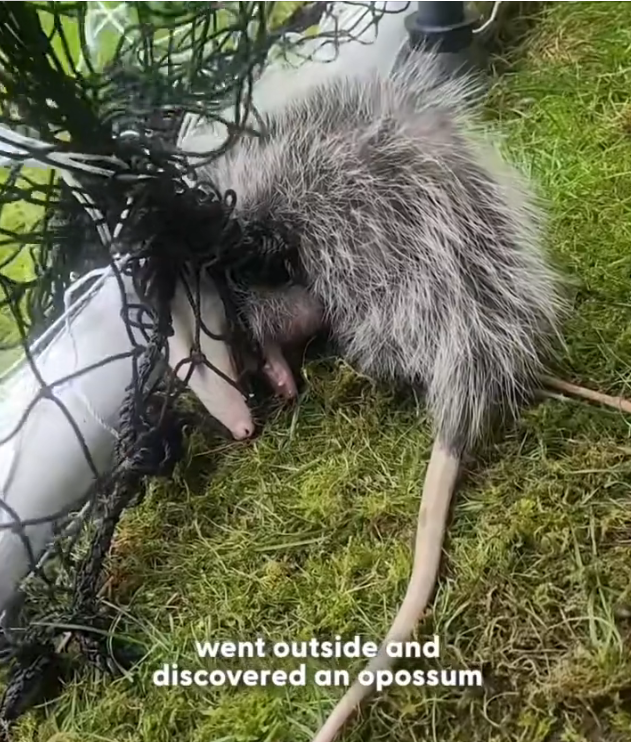 H2702053_poor little guy was in shock but stayed