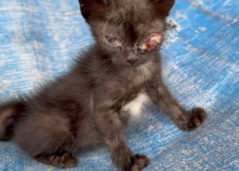 H2702054_Rescue SOS poor little boy was dumped