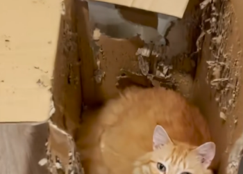 H2702055_He held onto it until it was completely shredded