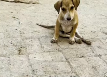 H2702057_Doctors said she never walk again just wait