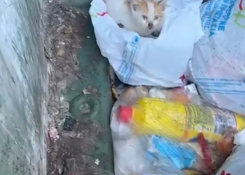 H2702058_Without any hesitation she dove right into