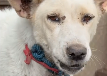 H2702059_Tick season never ends in Bali Unfortunately