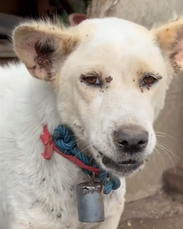 H2702059_Tick season never ends in Bali Unfortunately