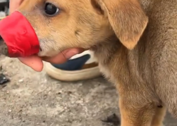 T3001052 A fragile body facing endless hours