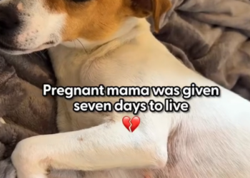 H2702063_puppies were coming fast