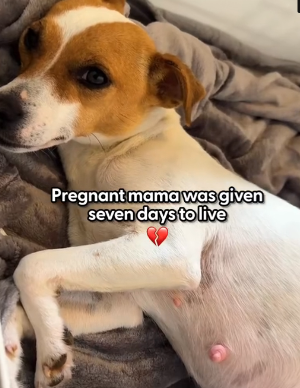 H2702063_puppies were coming fast