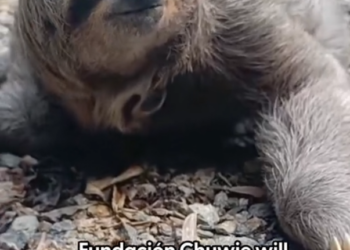 H2702065_We can get over their little faces while they