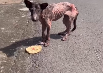 H2702066_Love conquers all Kibo was found in beginnin