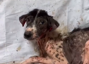 H2702068_What difference four weeks made Ayana