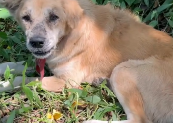 H2702069_Thank you helping us help Bobby We are pleased