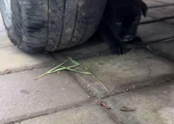 H2702070_Forever loved Our sweet Elsa is just one