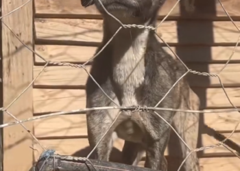 H2702071_She finally got to be puppy again siblings