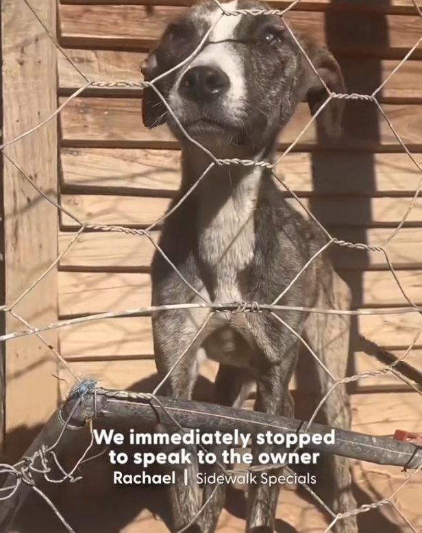 H2702071_She finally got to be puppy again siblings