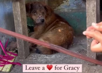 H2702073_Gracy happily ever after She was still puppy