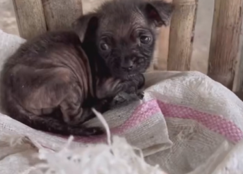 H2702074_Pino happy ever after Just after St. Nicholas