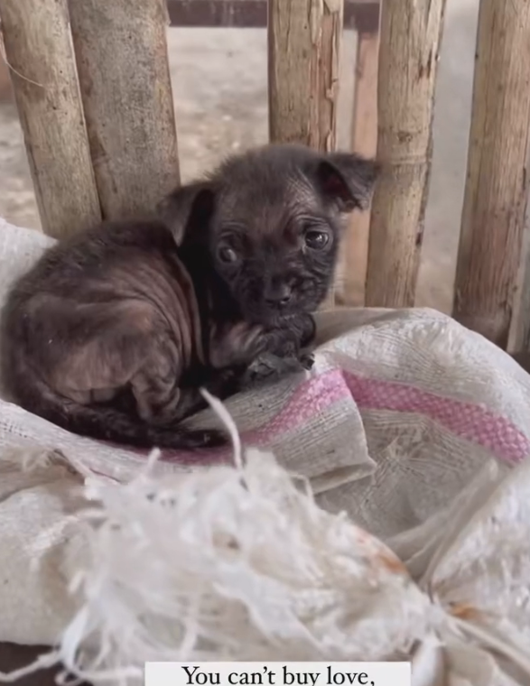 H2702074_Pino happy ever after Just after St. Nicholas