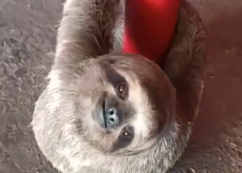 H2702075_You won believe places they get stuck