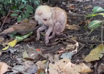 H2702076_Happy End Hope world hadn been kind