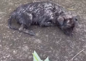 H2702077_Adopt Nala sweet angel was only just