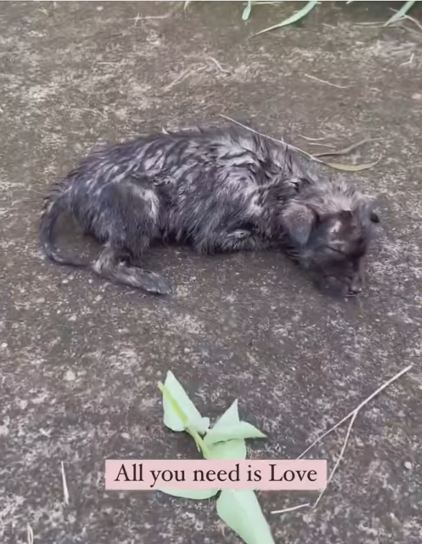 H2702077_Adopt Nala sweet angel was only just