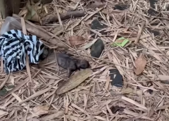 H2702078_journey of love We rescued Snoopy as little