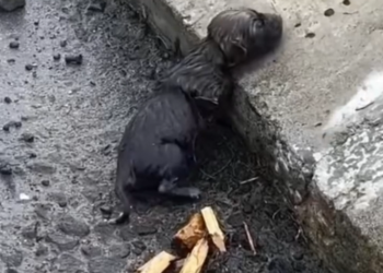 T3001048 Neglect leaves marks you can’t see