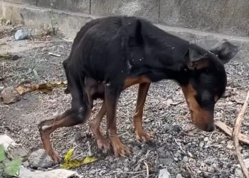 H2702079_Miss Penny happily ever after Penny was dumped