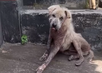 H2702080_Forever in our hearts Many of you have followed