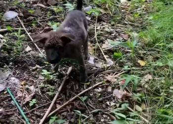 H2702081_Adopt rescue Save life We rescued Nunu