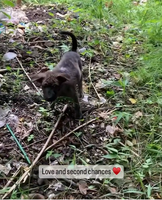 H2702081_Adopt rescue Save life We rescued Nunu