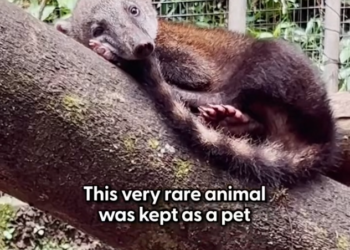 H2702082_They had no survival instincts wait until they