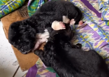 H2702084_Bear happy ever after At only days old tiny