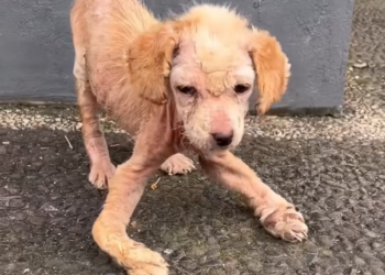 H2702085_Ayla miraculous transformation Only beginning