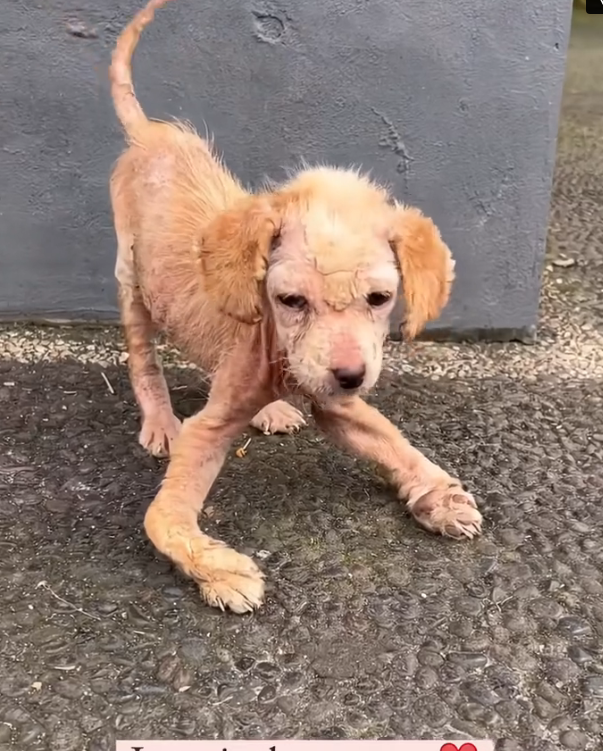 H2702085_Ayla miraculous transformation Only beginning