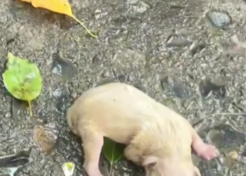 T3001047 This life was running out of options