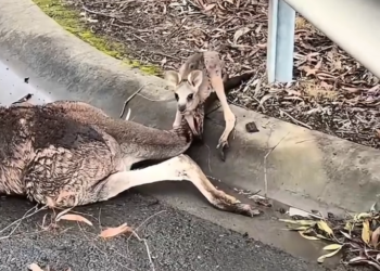 K0402043 This pain learned to wait patiently