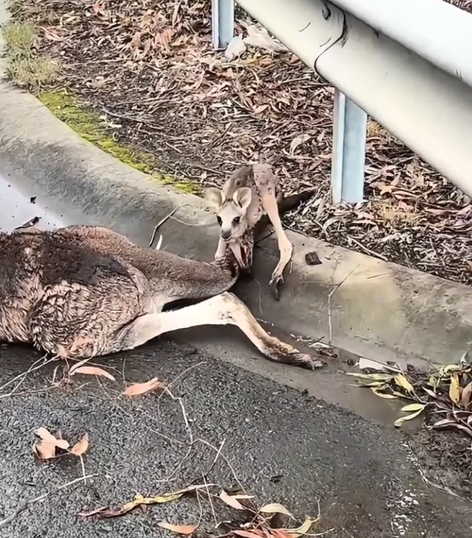 K0402043 This pain learned to wait patiently