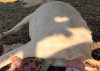 K0402040 A life shaped by endurance, not care