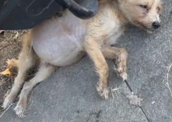 L0402001 Every delay made it worse