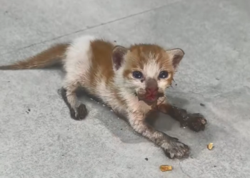 H26010454 This body fought longer than expected