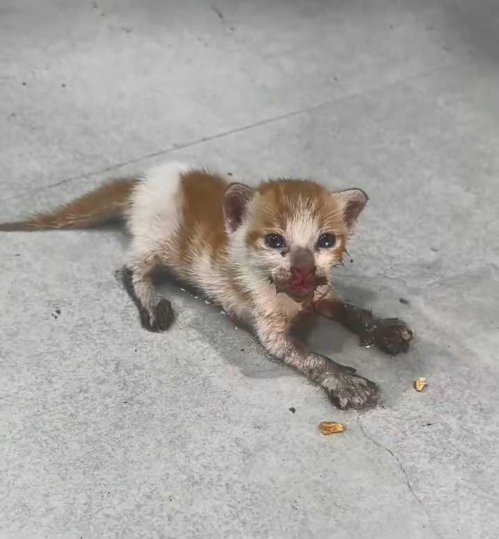 H26010454 This body fought longer than expected